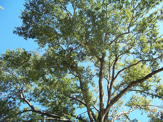 Binglewood Tree.JPG